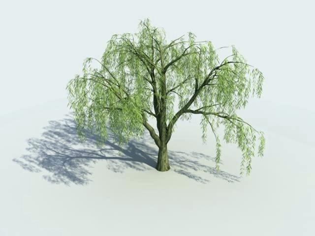How To Draw A Weeping Willow 640x480 How To Draw A Weeping Willow