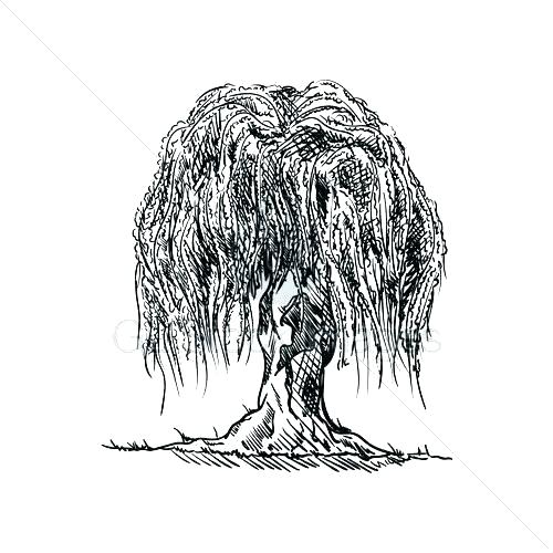 Willow Tree Sketch 500x500 Willow Tree Sketch