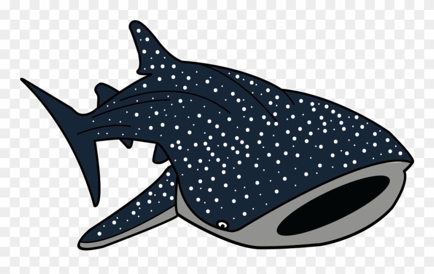 Download Whale Shark Vector at Vectorified.com | Collection of ...
