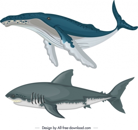 Ocean Design Elements Whale Shark Icons Colored Sketch Vectors 468x441 Ocean Design Elements Whale Shark Icons Colored Sketch Vectors