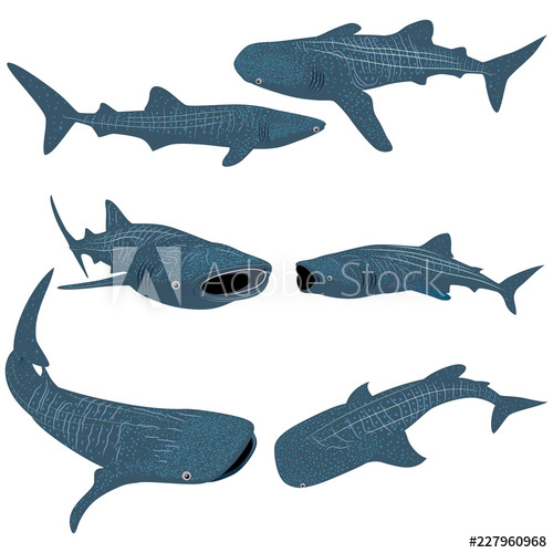 Set Of Cartoon Whale Shark Isolated On White Background Vector 500x500 Set Of Cartoon Whale Shark Isolated On White Background Vector