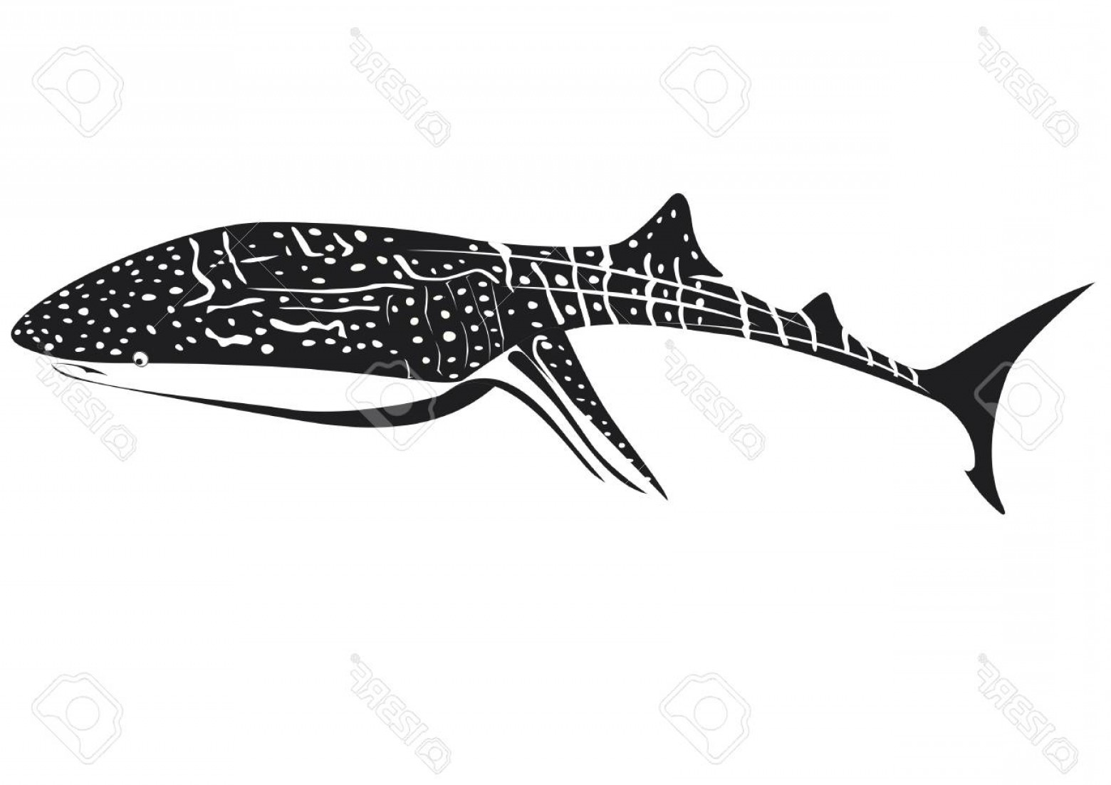 Shark Black And White Vectors Cultracing 1560x1102 Shark Black And White Vectors Cultracing