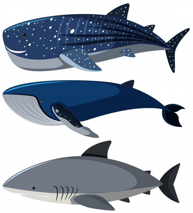 Free Free 228 Whale Shark Svg Free SVG PNG EPS DXF File