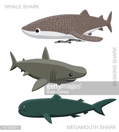 Whale Shark Set Cartoon Vector Illustration Premium Clipart 394x436 Whale Shark Set Cartoon Vector Illustration Premium Clipart