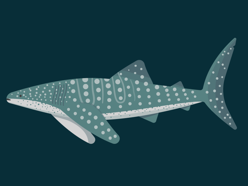 Whale Shark 800x600 Whale Shark