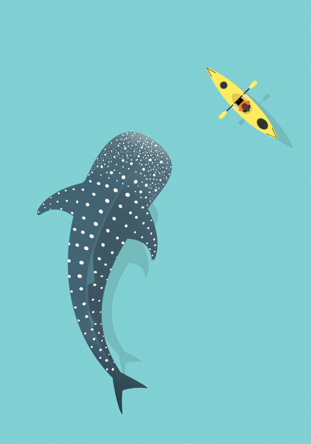 Whale Shark And Kayak Isolated On Blue Sea Background Vector 626x894 Whale Shark And Kayak Isolated On Blue Sea Background Vector