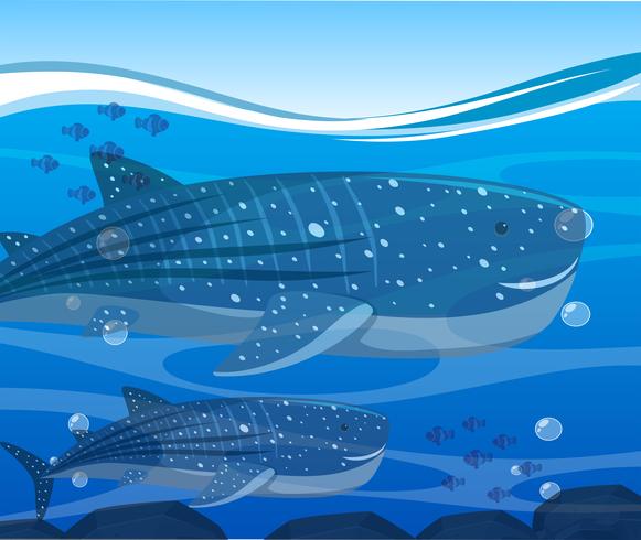 Whale Sharks And Fish Under The Ocean 581x490 Whale Sharks And Fish Under The Ocean