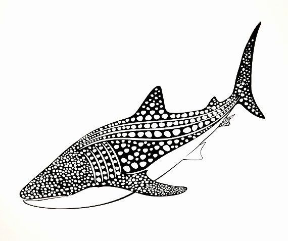 Whale Shark Line Drawing Vector 570x477 Whale Shark Line Drawing Vector