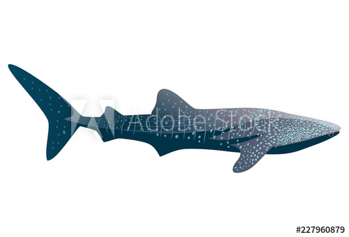 Cartoon Whale Shark Isolated On White Background Vector 500x340 Cartoon Whale Shark Isolated On White Background Vector