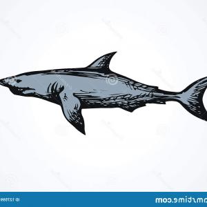 Drawing Of Whale Shark Vector Hoodamathrun 300x300 Drawing Of Whale Shark Vector Hoodamathrun