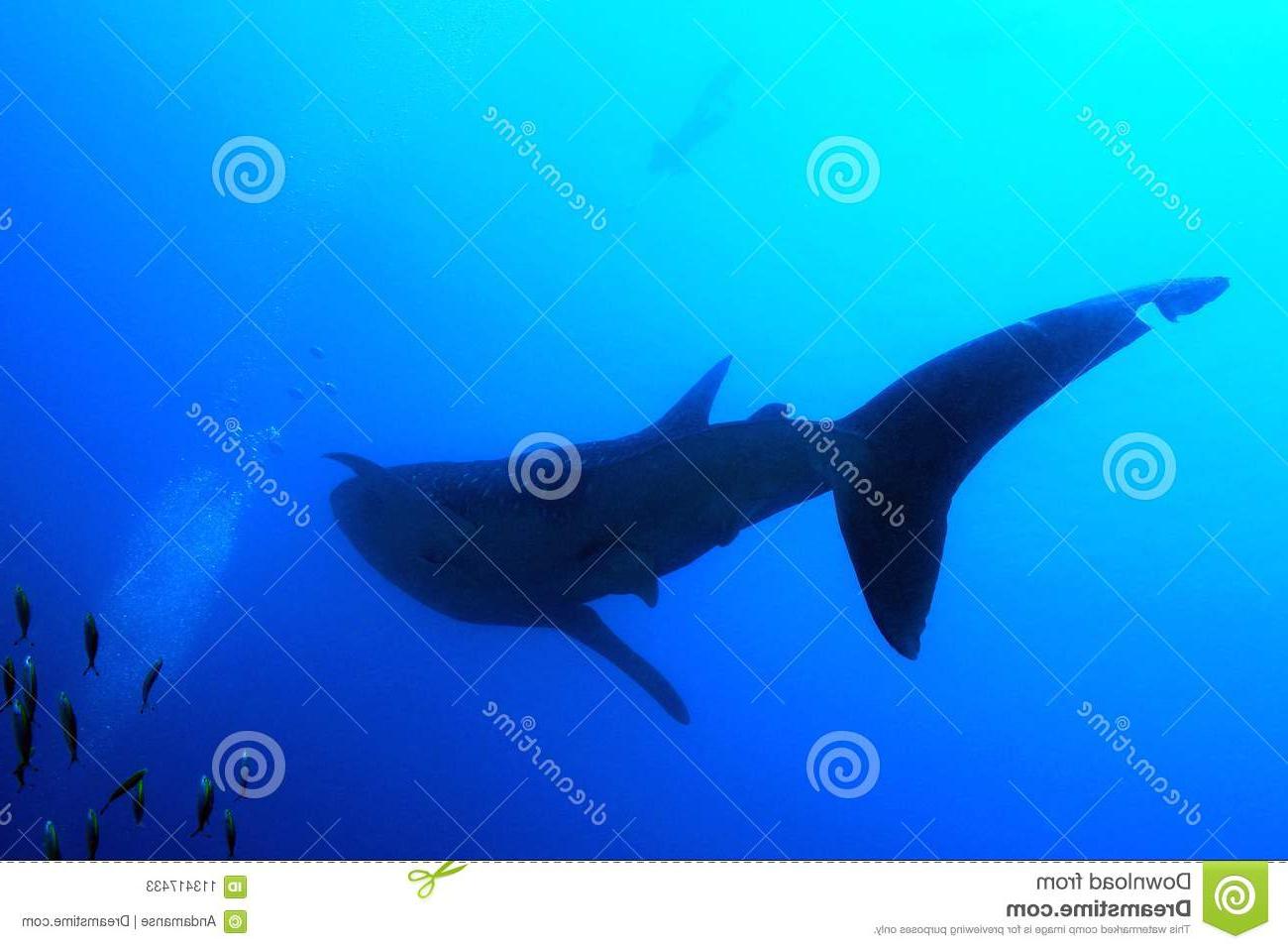 Hd Whale Shark Silhouette Photos Free Vector Art, Images 1300x957 Hd Whale Shark Silhouette Photos Free Vector Art, Images
