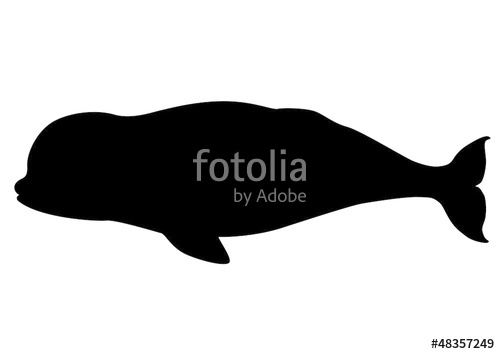 Whale Silhouette Vector