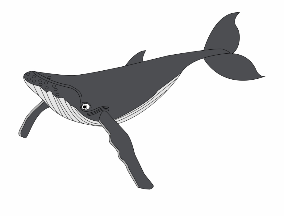 920x700 Whale Clipart And Illustration Whale Clip Art Vector