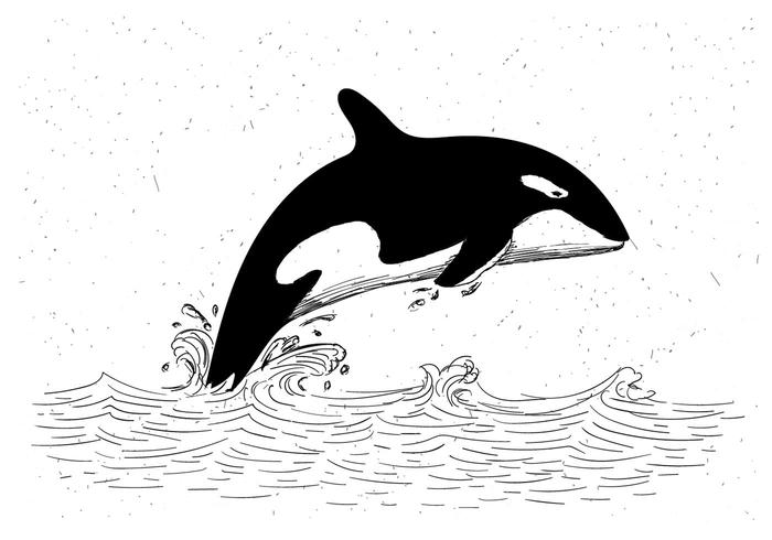 700x490 Whale Free Vector Art