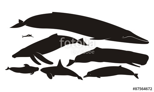 500x300 Whales Silhouette Set Of Whale Species Icons Vector Illustration