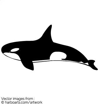 335x355 Collection Of 'killer Whale Silhouette' Download More Than