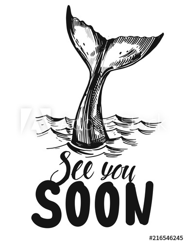 Whale Tail Hand Drawn Ink Illustration Converted To Vector 383x500 Whale Tail Hand Drawn Ink Illustration Converted To Vector
