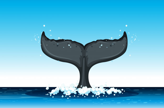 Humpback Whale Tail In Ocean Vector Premium Download 626x413 Humpback Whale Tail In Ocean Vector Premium Download