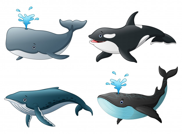 626x461 Sperm Whale Vectors, Photos And Free Download