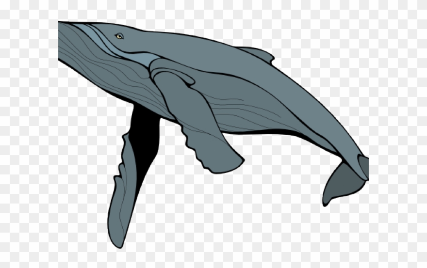 880x553 Whale Clipart Big Whale