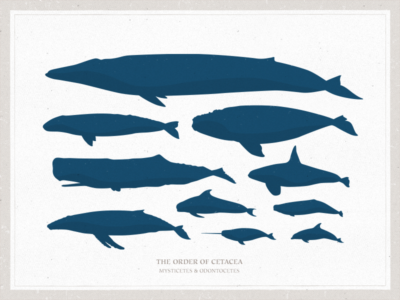 800x600 Whale Vectors