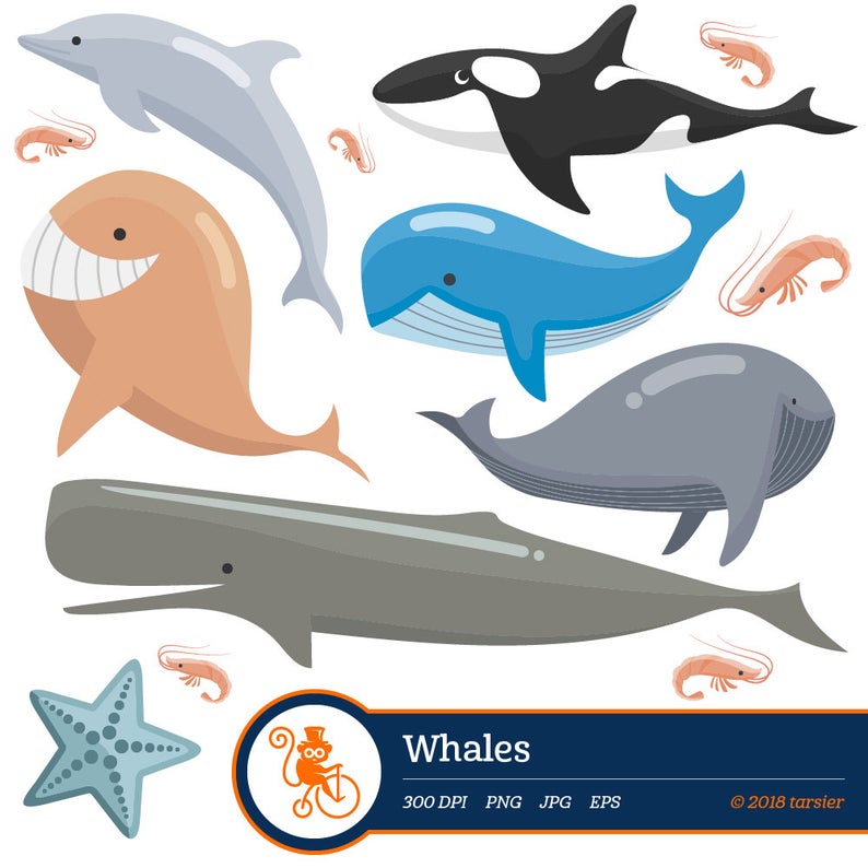 794x794 Whales Clipart Nautical Whale Graphics Whale Vector Etsy