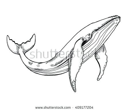 450x388 Drawn Whale