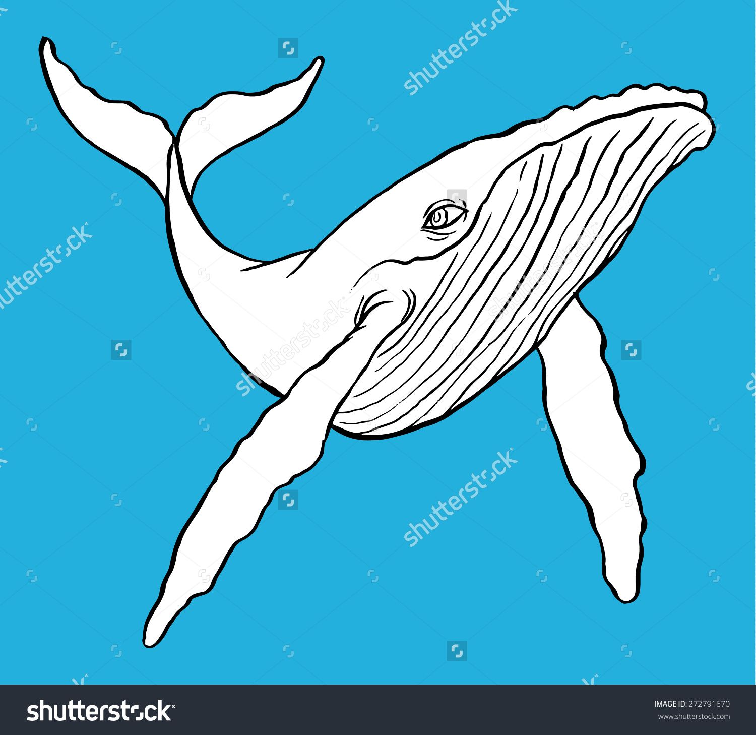 1500x1458 Humpback Whale Stock Vectors Vector Clip Art Shutterstock