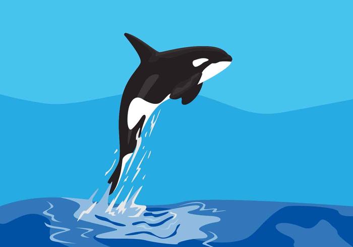 700x490 Killer Whales Vector Illustration