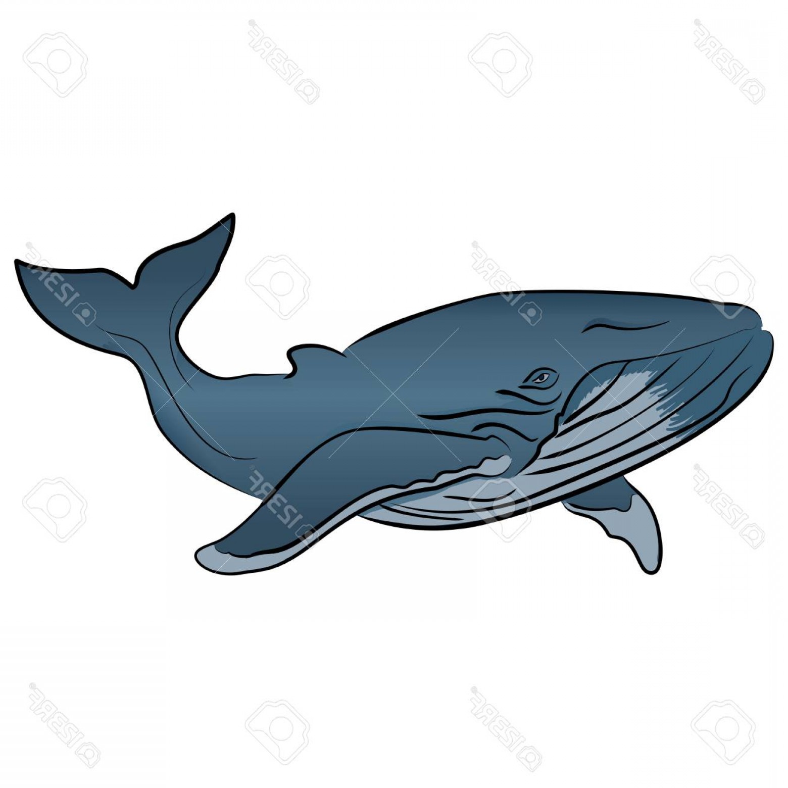 1560x1560 Whale Clip Art Vector Wallkeeper