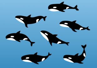 310x217 Whale Illustration Free Vector Free Vectors Ui Download