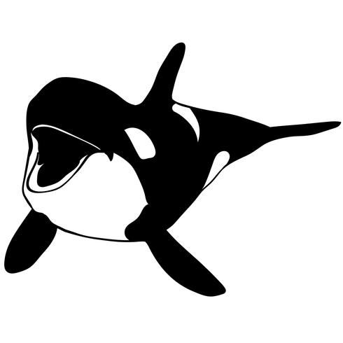490x490 Orca Killer Whale
