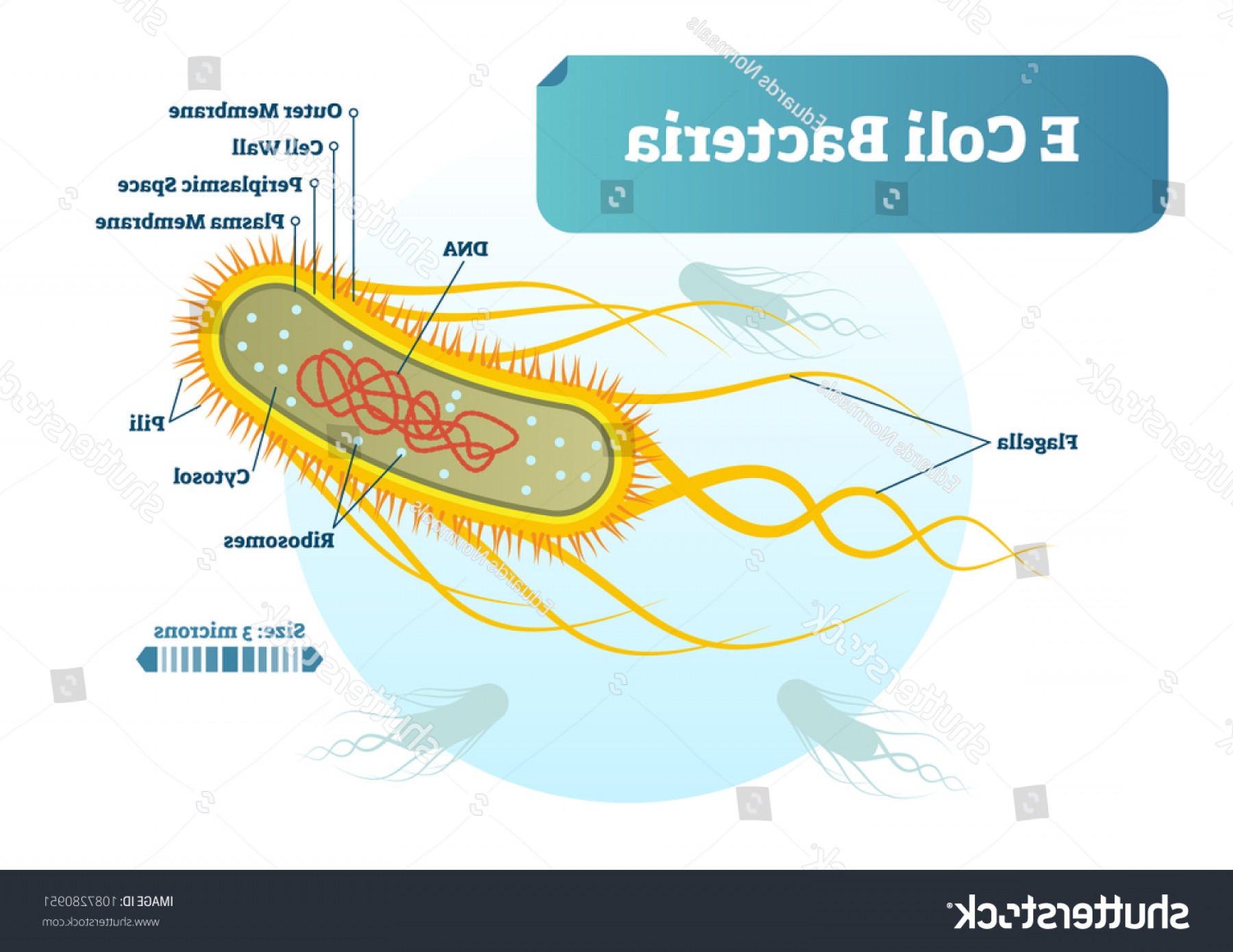 What Is A Biological Vector at Vectorified.com | Collection of What Is ...