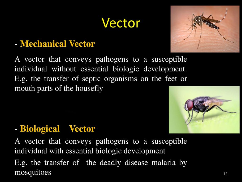 what-is-a-biological-vector-at-vectorified-collection-of-what-is