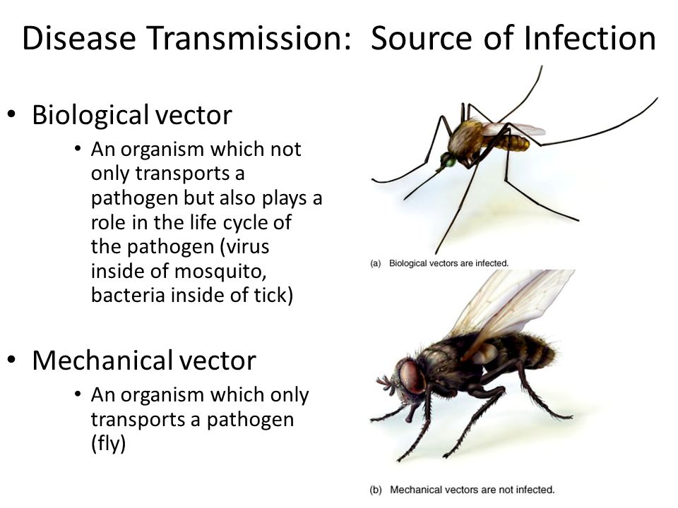 What Is A Biological Vector at Vectorified.com | Collection of What Is