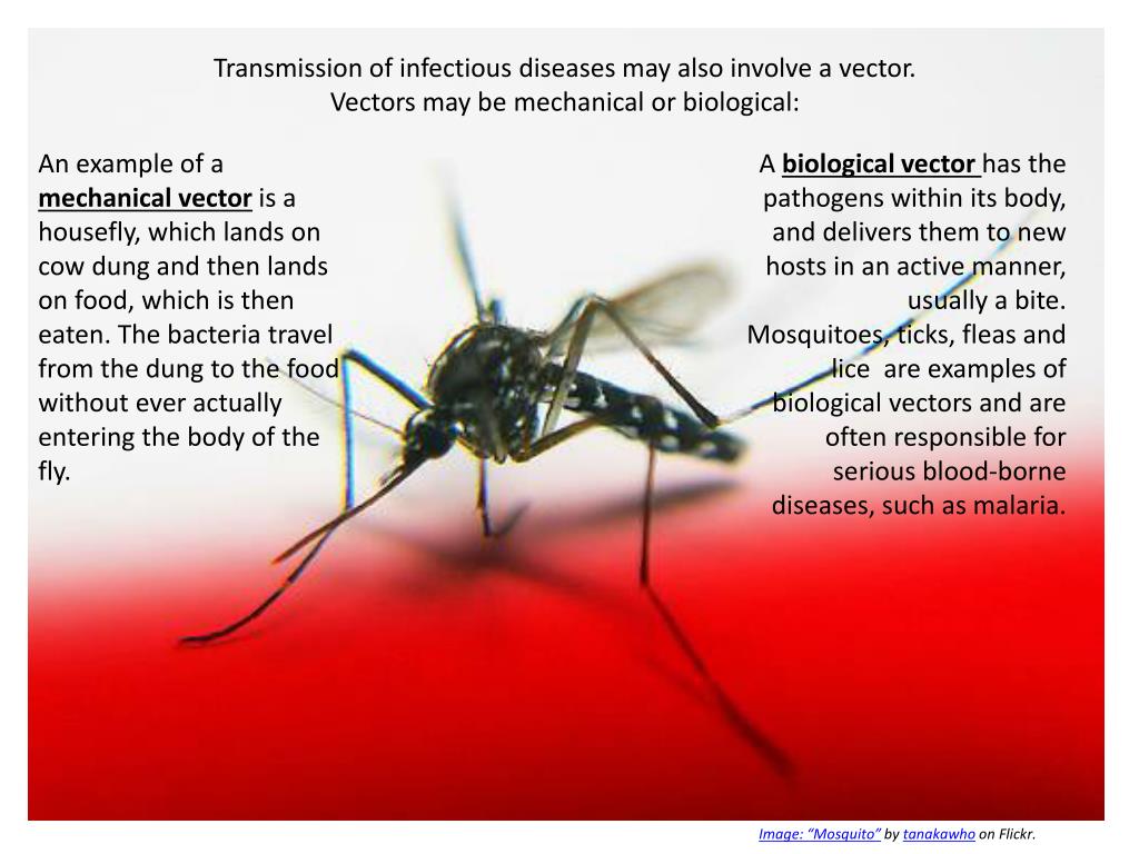 what-is-a-biological-vector-at-vectorified-collection-of-what-is