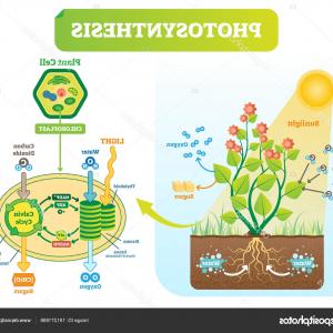 300x300 Stock Illustration Photosynthesis Biological Vector Illustration