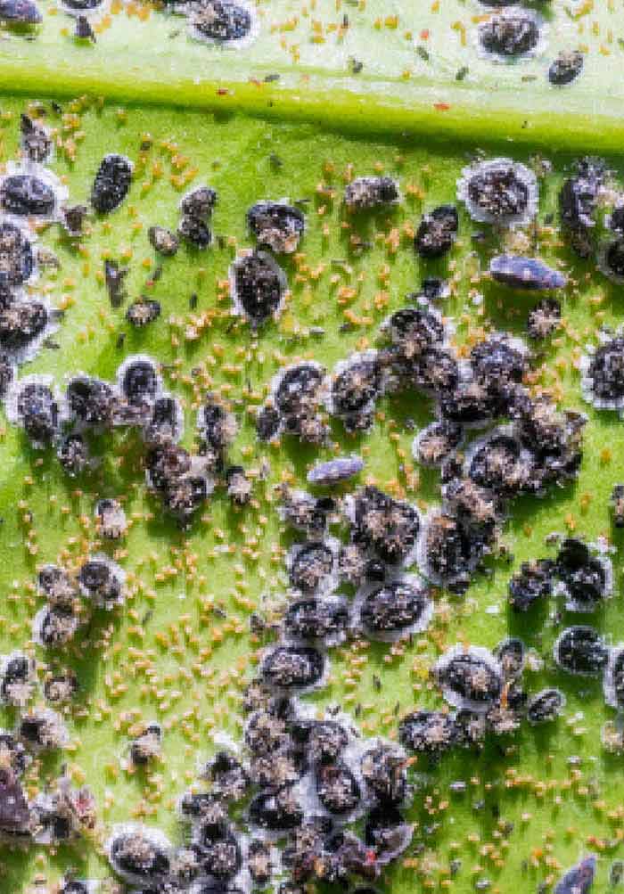 700x1003 Biological Control Of Pest And Vector Insects Intechopen