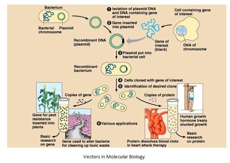 800x569 Cloning Vectors Types Characteristics Studiousguy