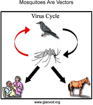 327x369 Adding Dna To Bacterial Genetic Material