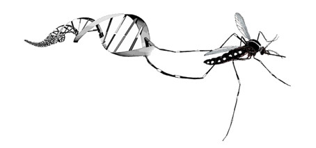 454x213 Rutgers Center For Vector Biology Some Interesting Biomet