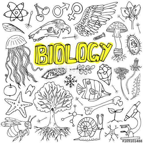 500x500 Vector Biology Science Doodles For School Education And Document