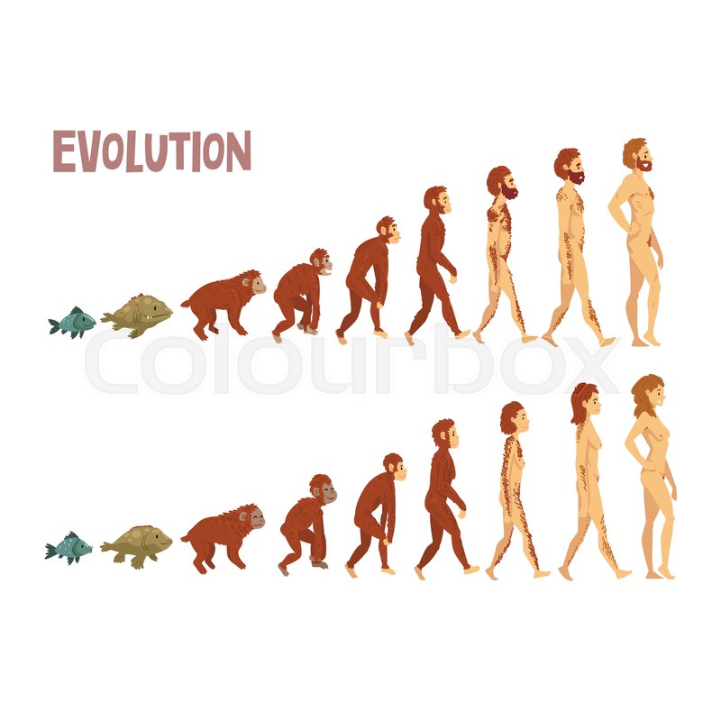 800x800 Biology Human Evolution Stages, Stock Vector Colourbox