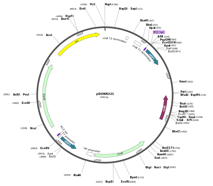 687x600 How To Read A Plasmid Map