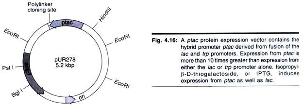 624x220 Expression Vectors Things To Know About Cloning