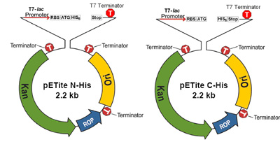 400x213 Expresso Cloning And Expression System