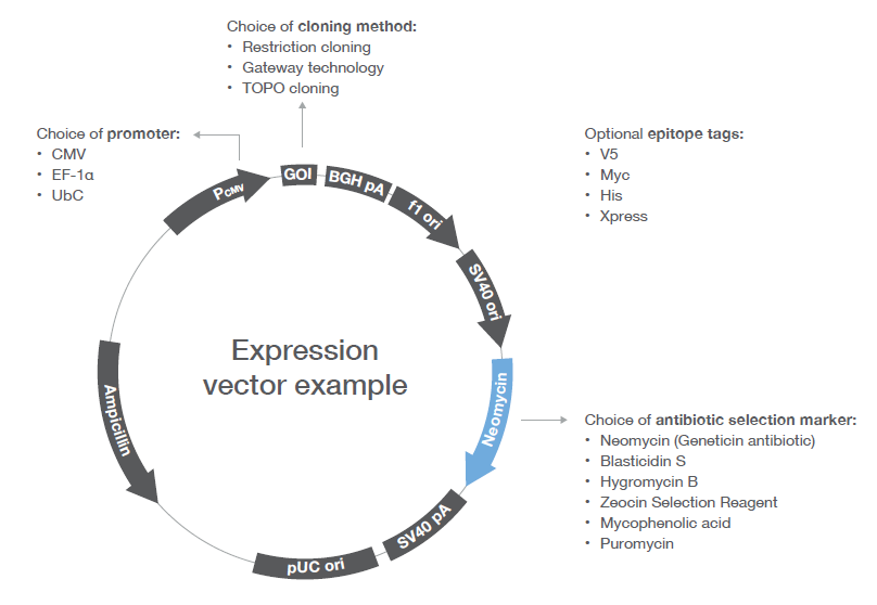 what-is-an-expression-vector-at-vectorified-collection-of-what-is