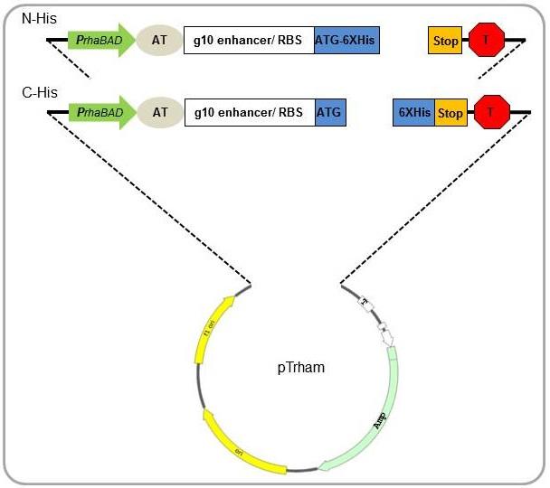 608x540 Rhamnose Inducible Expression Vector