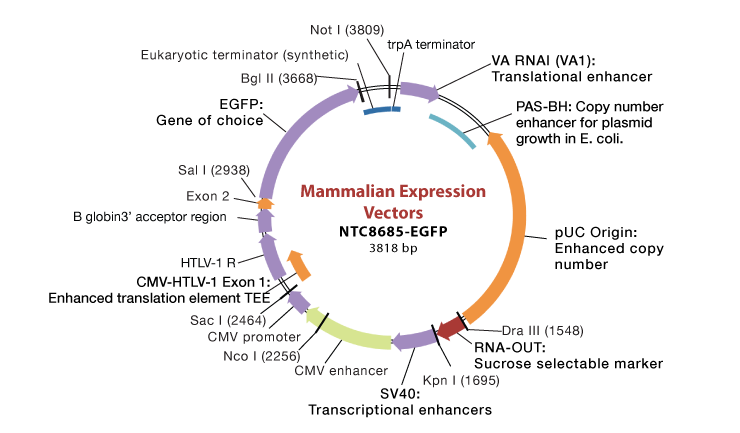 what-is-an-expression-vector-at-vectorified-collection-of-what-is