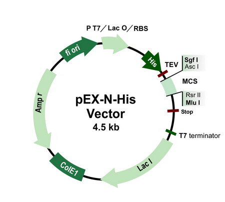 450x404 Pex N His Tagged Cloning Vector Origene